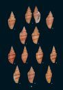 The Volutidae Collection of Patrice Bail / La Collection de Volutidae de Patrice Bail