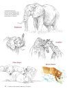 How to Draw Animals