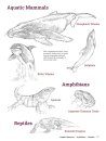 How to Draw Animals