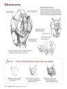 How to Draw Animals