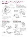 How to Draw Animals
