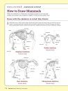 How to Draw Animals