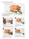 How to Draw Animals