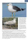 The Gull Guide