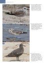 The Gull Guide