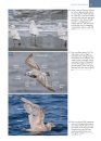 The Gull Guide