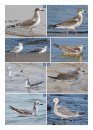 The Gull Guide