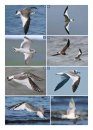 The Gull Guide