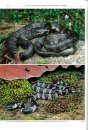 Reptiles of Oaxaca