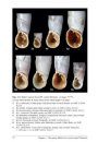 European Door Snails (Clausiliidae), Volume 2