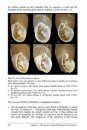 European Door Snails (Clausiliidae), Volume 2