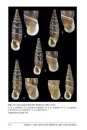 European Door Snails (Clausiliidae), Volume 2