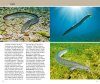 Welcher Fisch ist das? Die Sußwasserfische Mitteleuropas [What Fish is That?: The Freshwater Fish of Central Europe]