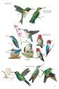 Birds of Cuba