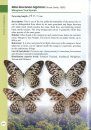 A Guide to Butterflies of Borneo