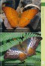 A Guide to Butterflies of Borneo