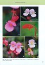 Begonias of Thailand