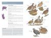 National Geographic Field Guide to the Birds of the United States and Canada: East