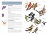 National Geographic Field Guide to the Birds of the United States and Canada: East
