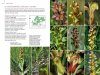 Field Guide to the Orchids of Europe and the Mediterranean