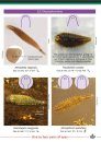 Guide to the Freshwater Leeches of Britain and Ireland