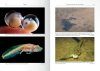 Anuran Larvae, Volume 2
