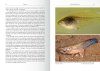 Anuran Larvae, Volume 2