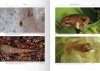 Anuran Larvae, Volume 2