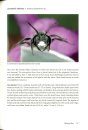 Native Bees of the Lower Rio Grande Valley