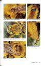 Native Bees of the Lower Rio Grande Valley