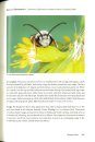 Native Bees of the Lower Rio Grande Valley