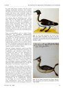 Ferrantia, Volume 82: Die Geschichte der Lappentaucher Podicipedidae in der Ornithologie: Namen, Abbildungen, Systematische Stellung und Wissenschaftliche Fortschritte