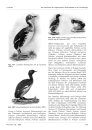 Ferrantia, Volume 82: Die Geschichte der Lappentaucher Podicipedidae in der Ornithologie: Namen, Abbildungen, Systematische Stellung und Wissenschaftliche Fortschritte