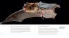 The Weird and Wonderful World of Bats
