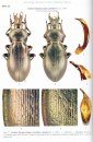 The Genus Carabus in the Carpathian Basin (Coleoptera, Carabidae)