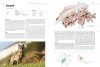 Atlas der Säugetiere: Schweiz und Liechtenstein [Atlas of Mammals of Switzerland and Liechtenstein]