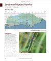 The Damselflies & Dragonflies of Sussex