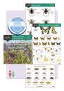 Wildlife Gardens Pollinator Pack: Urban Meadow