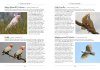 A Naturalist's Guide to the Birds of Australia