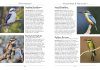 A Naturalist's Guide to the Birds of Australia