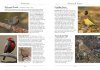A Naturalist's Guide to the Birds of Australia