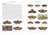 A Naturalist's Guide to the Butterflies & Moths of Aotearoa New Zealand