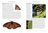 A Naturalist's Guide to the Butterflies & Moths of Aotearoa New Zealand