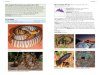A Field Guide to the Snakes of Australia