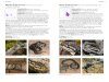 A Field Guide to the Snakes of Australia