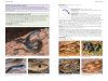 A Field Guide to the Snakes of Australia