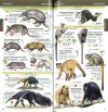 Field Guide to Wildlife of the Pantanal: Illustrated Checklist with Geography / Guia de Campo: Fauna, Flora e Geografia do Pantanal