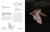 The Lives of Bats