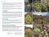 Field Guide to the Wild Flowers of the Canary Islands