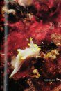 Nudibranchs and Other Sea Slugs of the Azores